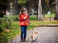 柯基犬适合带孩子吗?他们是优秀的家庭犬吗?