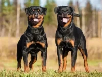 罗威纳犬掉毛历害吗?那个季节脱毛最多?