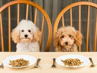 如何养好一只贵宾犬?新手喂养贵宾犬的7个步骤