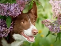 狗狗吃了丁香花怎么办,丁香植物对狗有毒吗?