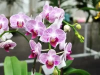 狗狗刚吃了一朵兰花会怎么样?兰花对狗有毒吗?