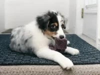 狗狗吃了我的袜子怎么办,主人该如何应急处理?