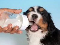 狗狗可以喝牛奶吗?什么情况下不能喝?