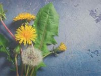 狗狗吃了一朵蒲公英会怎么样,会生病吗?