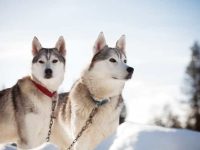 西伯利亚哈士奇生长曲线及平均体重对照表