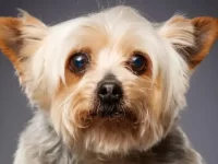 约克夏掉毛怎么办?处理约克夏掉毛的5种方法