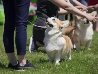 10个不应该养彭布罗克威尔士柯基犬的理由