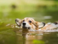 柯基犬会游泳吗?没有训练过可以游泳吗?