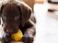 狗狗出牙有哪些症状表现?狗狗出牙时间顺序