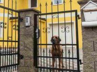 看门狗推荐买哪个?10种最适合家庭看门狗