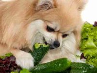 狗狗可以吃黄瓜吗?有哪些营养价值?