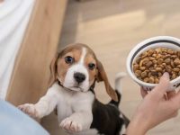 狗狗应该吃幼犬粮多久?幼犬粮和成犬粮有什么区别?