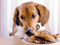 狗狗吃了鸡骨头怎么办?小狗吃了鸡骨头急救措施