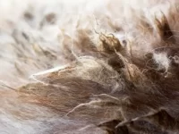 什么原因导致狗狗的毛发打结?狗狗毛发缠结的原因及顺利清除方法