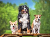 选择狗狗品种时要考虑的事项(宠物狗挑选时的注意要点)