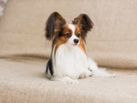 蝴蝶犬掉毛程度历害吗,幼犬什么时候掉毛?