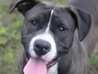 比特犬掉毛程度厉害吗?夏天和冬天会掉更多毛吗?