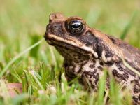 狗狗吃了一只蟾蜍怎么办,蟾蜍有毒吗?