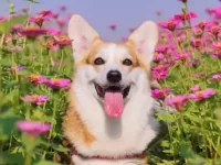 狗狗吃了波斯菊怎么办?会不会中毒