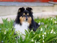 狗狗误吃了铃兰该怎么办?会死吗?