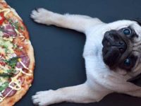 狗狗可以吃披萨吗?披萨有什么坏处