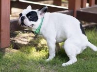 狗狗便秘时可以吃什么?能有效缓解狗狗便秘的食谱