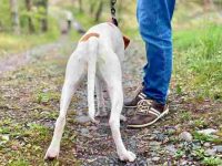 为什么狗狗要把尾巴夹在两腿之间?这几种情况,是在告诉你不同的事!