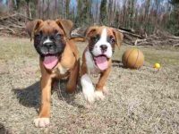 雄性拳师犬与雌性拳师犬体重上有什么区别?