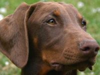 杜宾犬掉毛多少算正常?杜宾犬掉毛历害的原因有哪些?