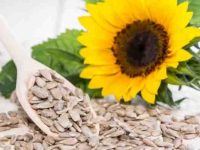 狗狗可以吃葵花籽吗?有哪些营养价值?