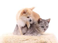 如何让猫和狗相处融洽?猫和狗和平相处的技巧和窍门