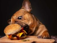 狗狗可以吃芝麻吗?有什么好处和坏处