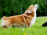 狗狗为什么叫得这么多?训练狗狗停止过度吠叫的6个技巧