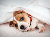 杰克罗素梗犬平均寿命有多长,常见的健康问题有哪些?