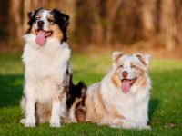 澳大利亚牧羊犬适合儿童和婴儿吗?