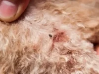 狗狗身上的跳蚤卵是什么样子的?如何除掉它们?