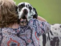 大丹犬掉毛严重吗?脱落的原因有哪些