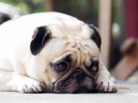 狗狗可以吃樱桃吗?有益还是有害?