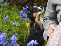 狗狗每天需要多少运动量合适?