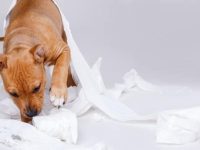 我的狗狗吃了纸巾怎么办?狗狗吃纸制品的6个原因