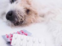 狗狗不吃药有什么好办法?兽医教你如何让狗子乖乖吃药!