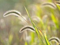 狐尾草对狗狗有害吗?为何它们如此危险