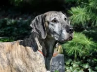 什么是斑纹大丹犬,寿命一般有多长?