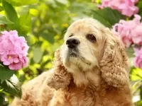 狗狗吃了绣球花怎么办,绣球花有毒吗?