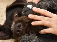 狗狗吃了凡士林怎么办?会不会有毒