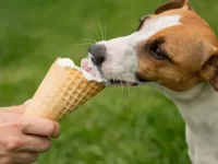 狗狗可以吃冰淇淋吗?会引起哪些健康风险