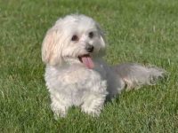 马尔蒂普能活多久?(马尔蒂普常见的六种疾病)