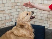 训练狗狗不那么具有攻击性?狗有攻击性纠正的有效方法