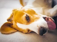 狗狗腹泻的表现有哪些?如何诊断及治疗?