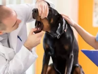 狗狗胃酸反流怎么办?狗狗胃反酸的11种症状